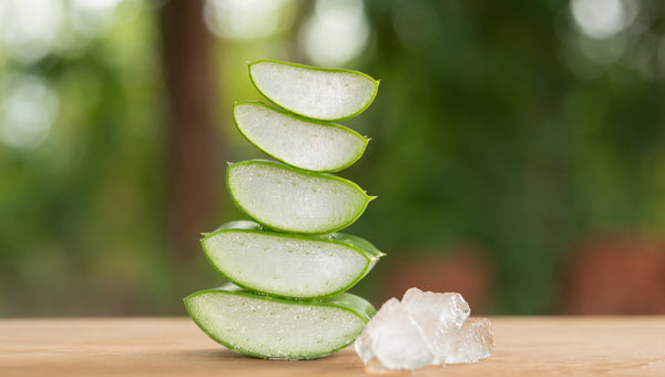 Aloe Vera