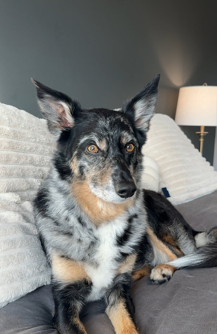 Bath Your Dog in 10 Minutes 